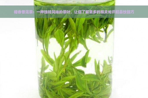 樟香普洱茶：一种独特风味的茶叶，让你了解更多的相关知识和品饮技巧