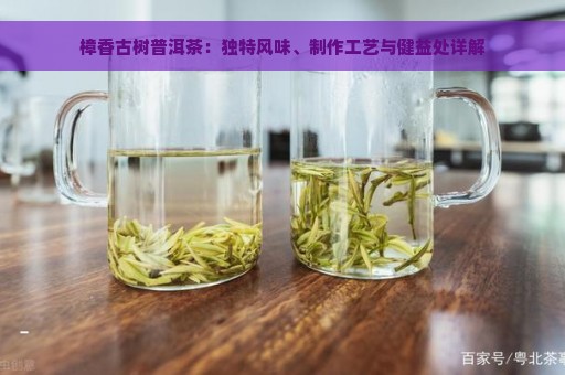 樟香古树普洱茶：独特风味、制作工艺与健益处详解