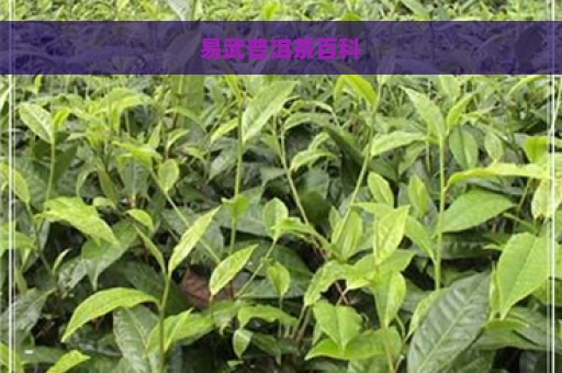 易武普洱茶百科