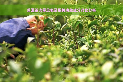 普洱茶含量总表及相关功效成分对比分析