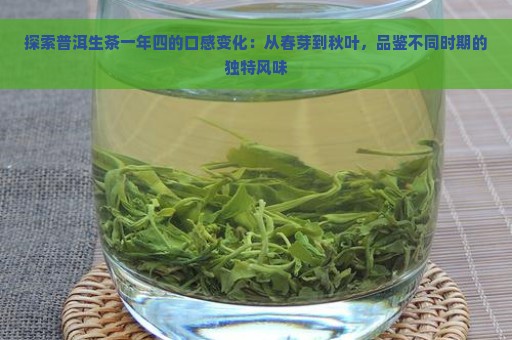 探索普洱生茶一年四的口感变化：从春芽到秋叶，品鉴不同时期的独特风味