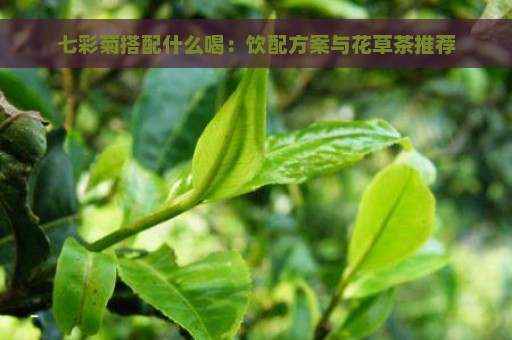 七彩菊搭配什么喝：饮配方案与花草茶推荐