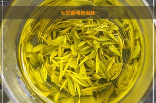 七彩菊与普洱茶