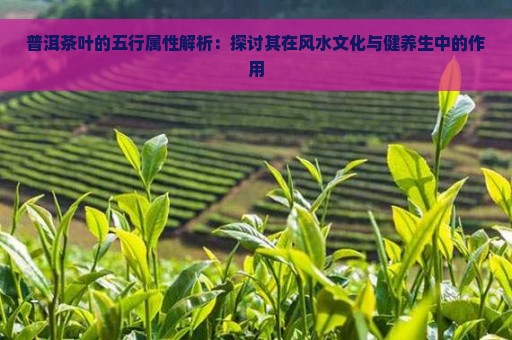 普洱茶叶的五行属性解析：探讨其在风水文化与健养生中的作用