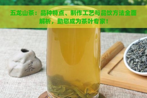 五龙山茶：品种特点、制作工艺与品饮方法全面解析，助您成为茶叶专家！