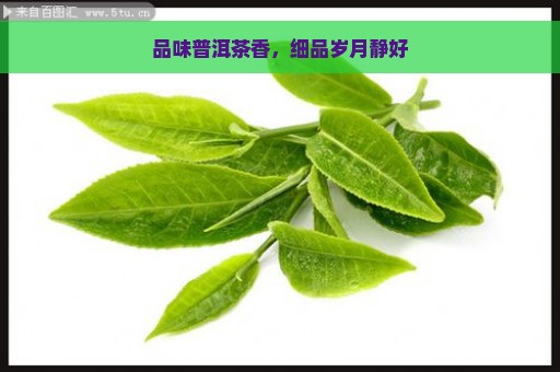 品味普洱茶香，细品岁月静好