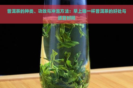 普洱茶的种类、功效与冲泡方法：早上喝一杯普洱茶的好处与适宜时间