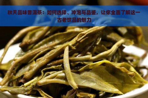 秋天品味普洱茶：如何选择、冲泡与品鉴，让你全面了解这一古老饮品的魅力