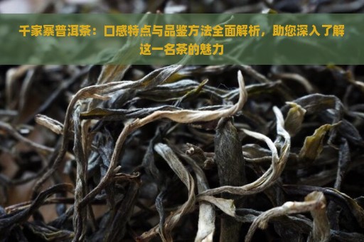 千家寨普洱茶：口感特点与品鉴方法全面解析，助您深入了解这一名茶的魅力