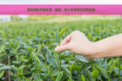 普洱茶牌子排名榜：最新、前十的推荐与选购指南