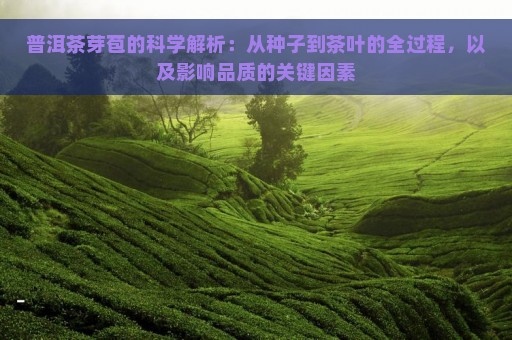 普洱茶芽苞的科学解析：从种子到茶叶的全过程，以及影响品质的关键因素