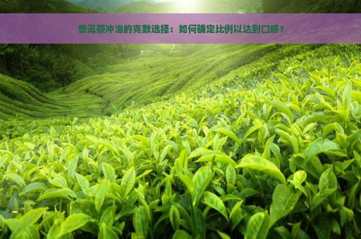 普洱茶冲泡的克数选择：如何确定比例以达到口感？