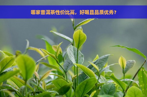 哪家普洱茶性价比高，好喝且品质优秀？