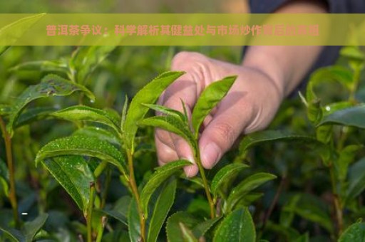 普洱茶争议：科学解析其健益处与市场炒作背后的真相