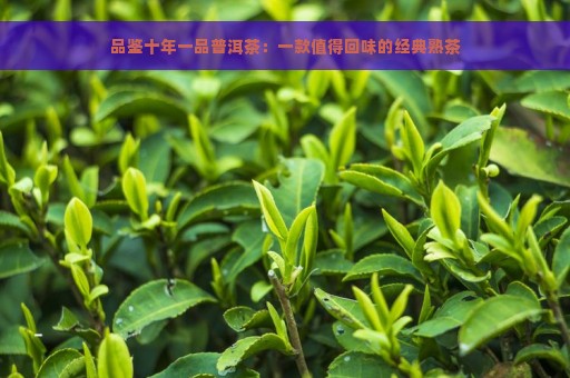 品鉴十年一品普洱茶：一款值得回味的经典熟茶