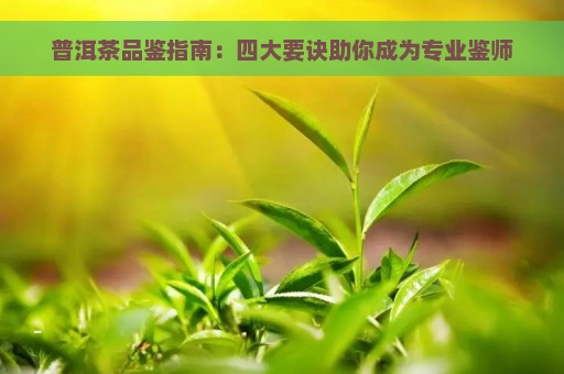 普洱茶品鉴指南：四大要诀助你成为专业鉴师