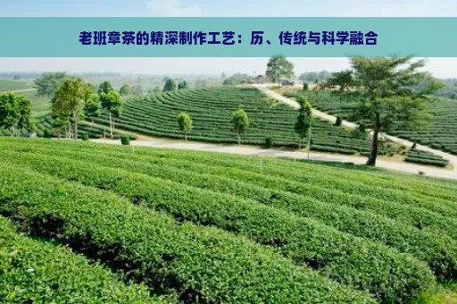 老班章茶的精深制作工艺：历、传统与科学融合