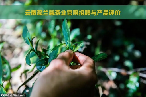 云南蕊兰馨茶业官网招聘与产品评价