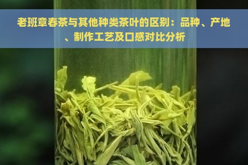 老班章春茶与其他种类茶叶的区别：品种、产地、制作工艺及口感对比分析