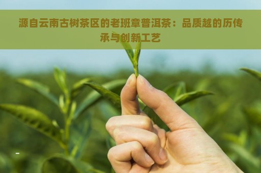 源自云南古树茶区的老班章普洱茶：品质越的历传承与创新工艺