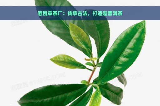 老班章茶厂：传承古法，打造越普洱茶