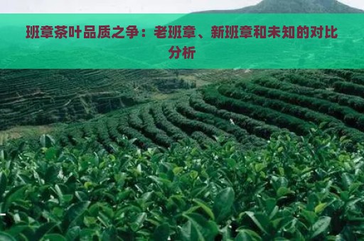 班章茶叶品质之争：老班章、新班章和未知的对比分析