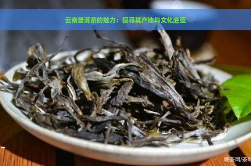 云南普洱茶的魅力：探寻其产地与文化底蕴