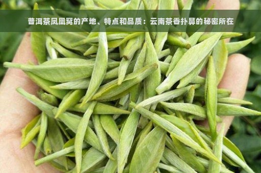 普洱茶凤凰窝的产地、特点和品质：云南茶香扑鼻的秘密所在