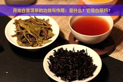 月光白普洱茶的功效与作用：是什么？它是白茶吗？