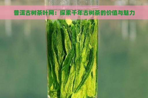 普洱古树茶叶网：探索千年古树茶的价值与魅力