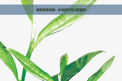 老班章普洱茶：冲泡技巧与口感解析