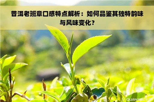 普洱老班章口感特点解析：如何品鉴其独特韵味与风味变化？