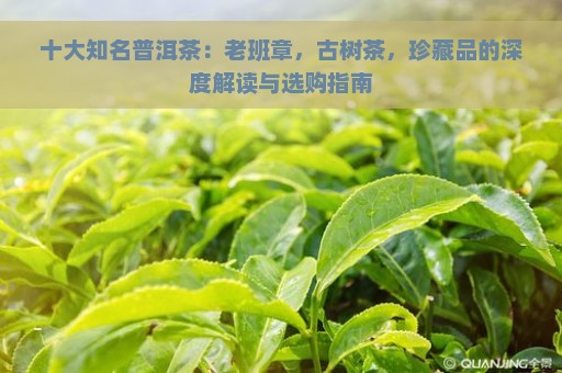 十大知名普洱茶：老班章，古树茶，珍藏品的深度解读与选购指南