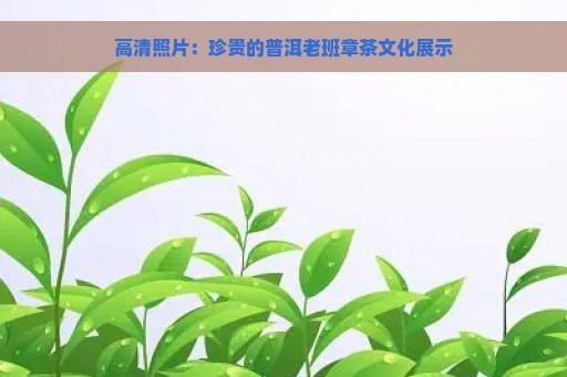 高清照片：珍贵的普洱老班章茶文化展示