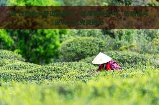 新 香醇糯米普洱熟茶沱，优质茶叶特中，古树茶与现代工艺完美融合