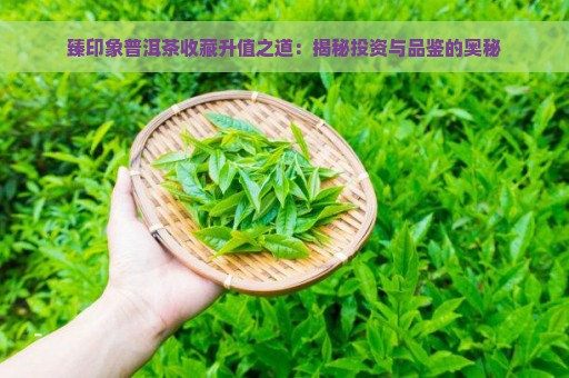 臻印象普洱茶收藏升值之道：揭秘投资与品鉴的奥秘