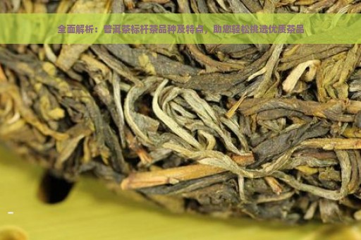 全面解析：普洱茶标杆茶品种及特点，助您轻松挑选优质茶品