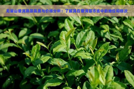 无量山普洱熟茶品质与价格分析：了解其在普洱茶市场中的地位和档次