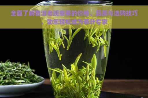 全面了解普洱老班章茶的价格、品质与选购技巧，助您轻松成为茶叶专家