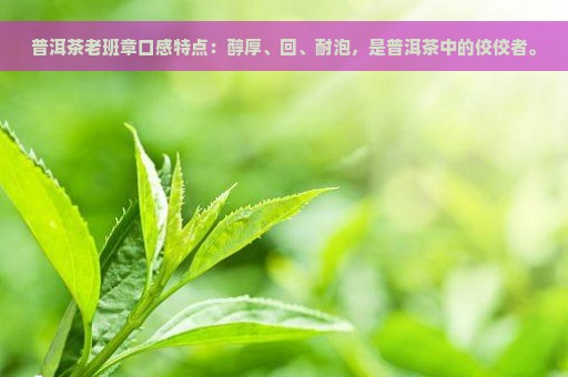 普洱茶老班章口感特点：醇厚、回、耐泡，是普洱茶中的佼佼者。