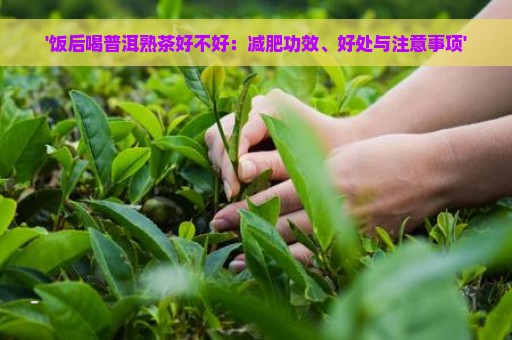 '饭后喝普洱熟茶好不好：减肥功效、好处与注意事项'