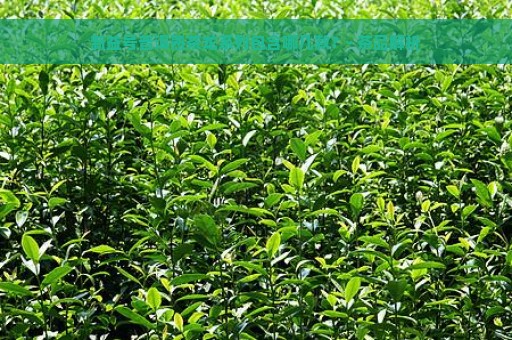 新益号普洱熟茶龙系列包含哪几款？- 茶品解析