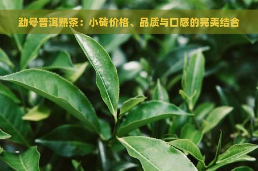 勐号普洱熟茶：小砖价格、品质与口感的完美结合