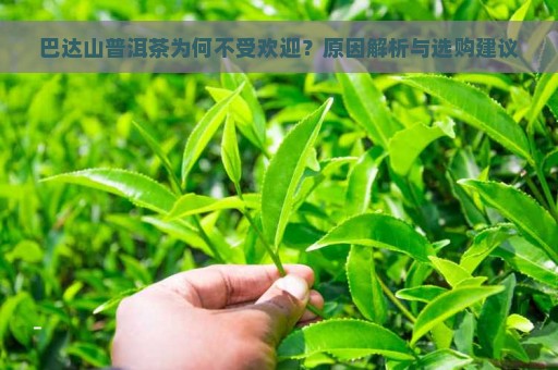 巴达山普洱茶为何不受欢迎？原因解析与选购建议