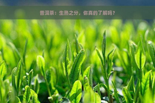 普洱茶：生熟之分，你真的了解吗？