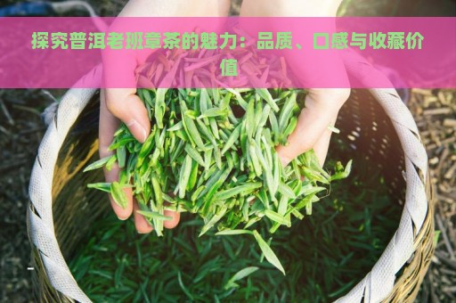 探究普洱老班章茶的魅力：品质、口感与收藏价值