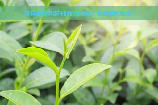 珍稀老班章茶叶的价格分析：是否物有所值？