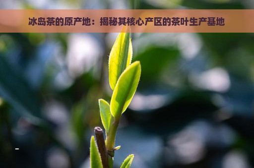 冰岛茶的原产地：揭秘其核心产区的茶叶生产基地