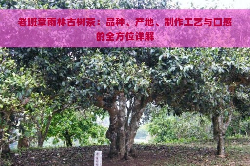 老班章雨林古树茶：品种、产地、制作工艺与口感的全方位详解