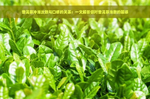 普洱茶冲泡次数与口感的关系：一文解答你对普洱茶泡数的困惑